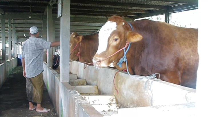 Wabah PMK di Sidoarjo Bikin Peternak Resah, Dua Sapi Mati Mendadak 7 Wabah PMK di Sidoarjo Bikin Peternak Resah, Dua Sapi Mati Mendadak