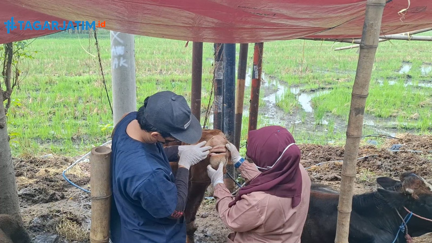 Perketat Pengawasan Penyebaran Penyakit PMK dan LSD, Dispaperta Sidoarjo Periksa Hewan Kurban di Lapak Penjualan