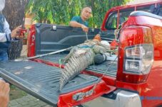 Buaya Muara Bikin Geger Tambak Kalisogo, Evakuasi Dramatis Tim Gabungan Dihiasi Aksi Mengamuk