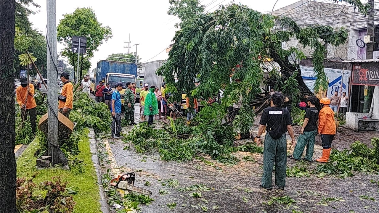 Hujan Disertai Angin Kencang Sebabkan Sebuah Pohon Tumbang dan Timpa 3 Mobil 4 IMG 20251129 WA0070