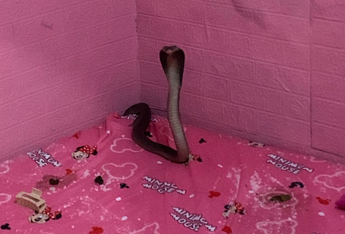 Viral Damkar Evakuasi Ular dari Dalam Kamar Tidur 8 IMG 20251202 174305