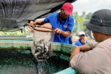 Panen Raya Lele Lapas Sidoarjo, Bekal Kemandirian untuk Warga Binaan 15 b50dfc8e 76f3 4f7b 853e a1db25c2c82d