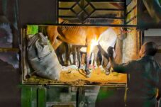 Karantina Jatim Proses Hukum Kasus Penyelundupan Enam Kuda Pacu di Tanjung Wangi