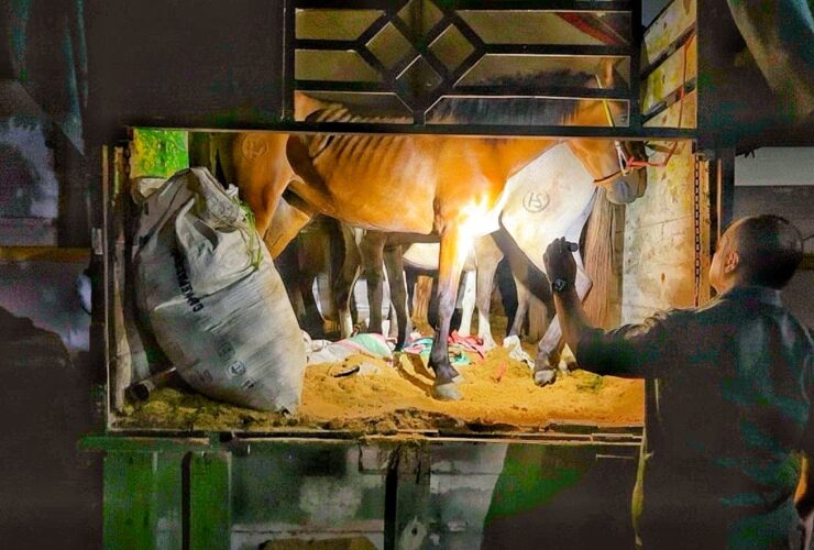 Karantina Jatim Proses Hukum Kasus Penyelundupan Enam Kuda Pacu di Tanjung Wangi