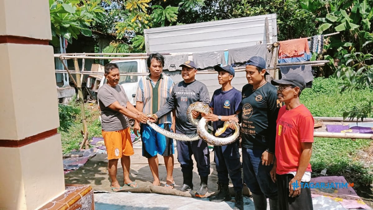Damkar Sidoarjo Evakuasi Piton yang Mangsa Kucing Warga di Balongbendo